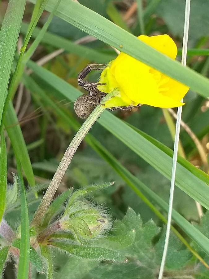 Ranunculus bulbosus flower