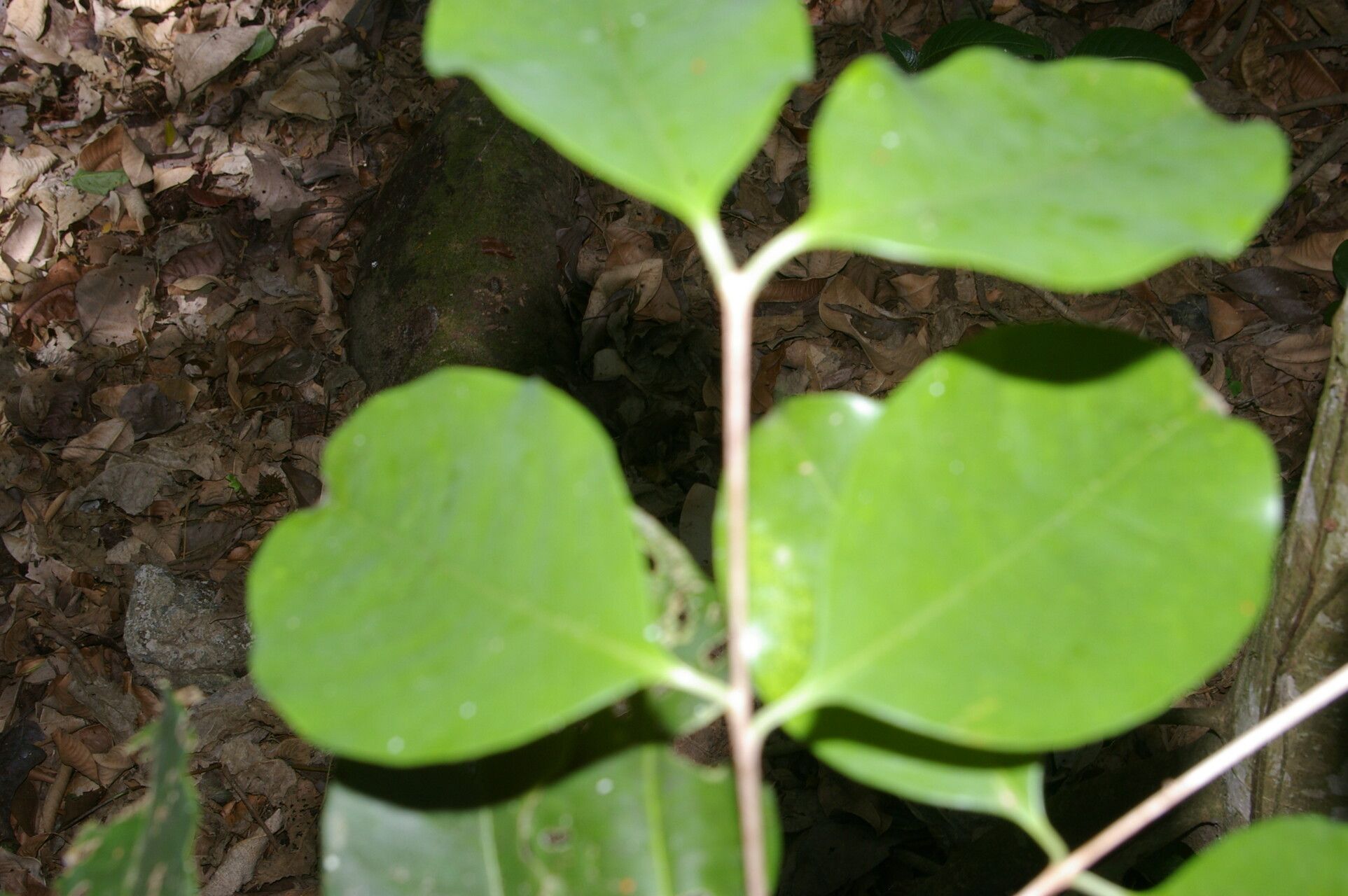 Eugenia cararaensis — houseplant care guide