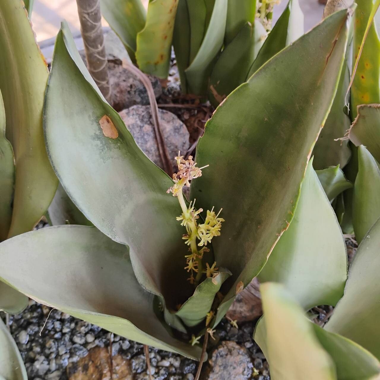 Dracaena masoniana flower
