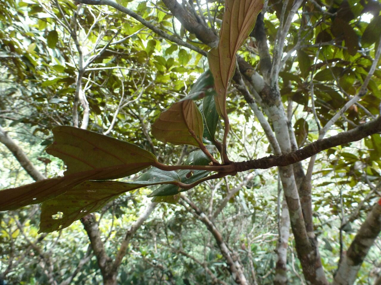 Sterculia pruriens leaf