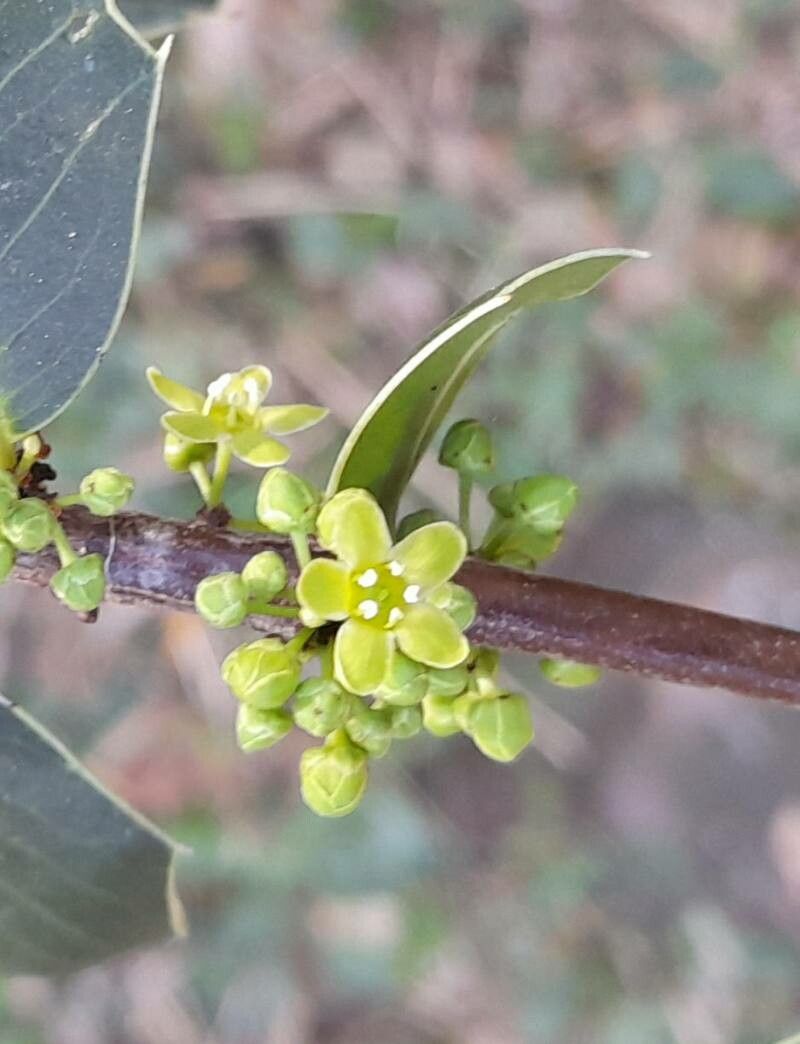 Maytenus ilicifolia flower