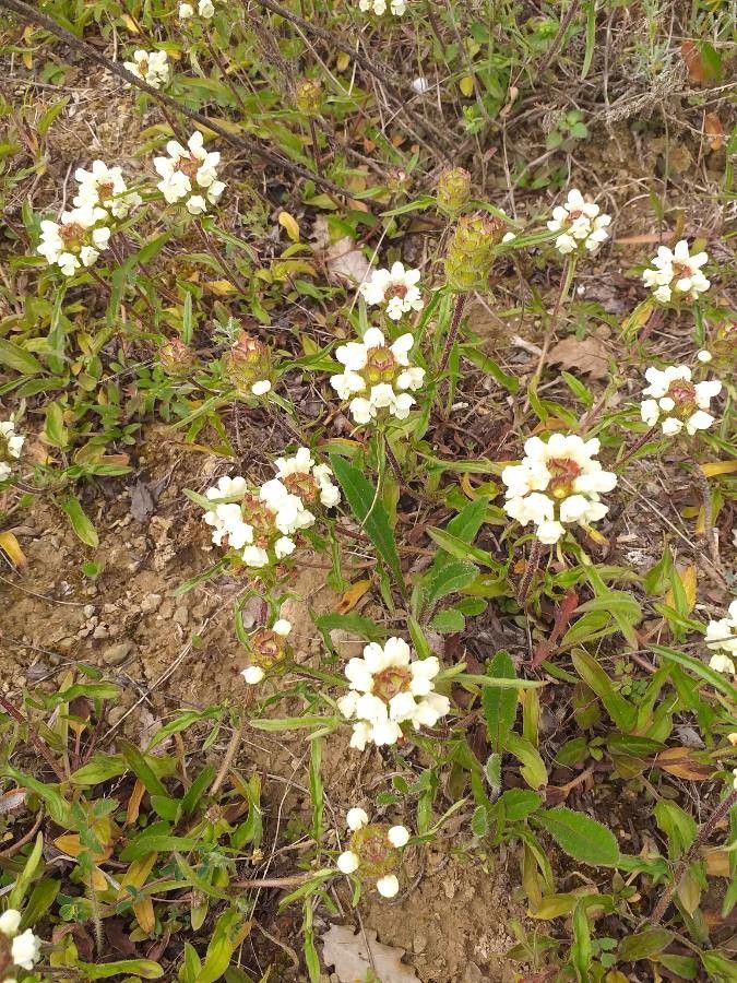Prunella laciniata flower