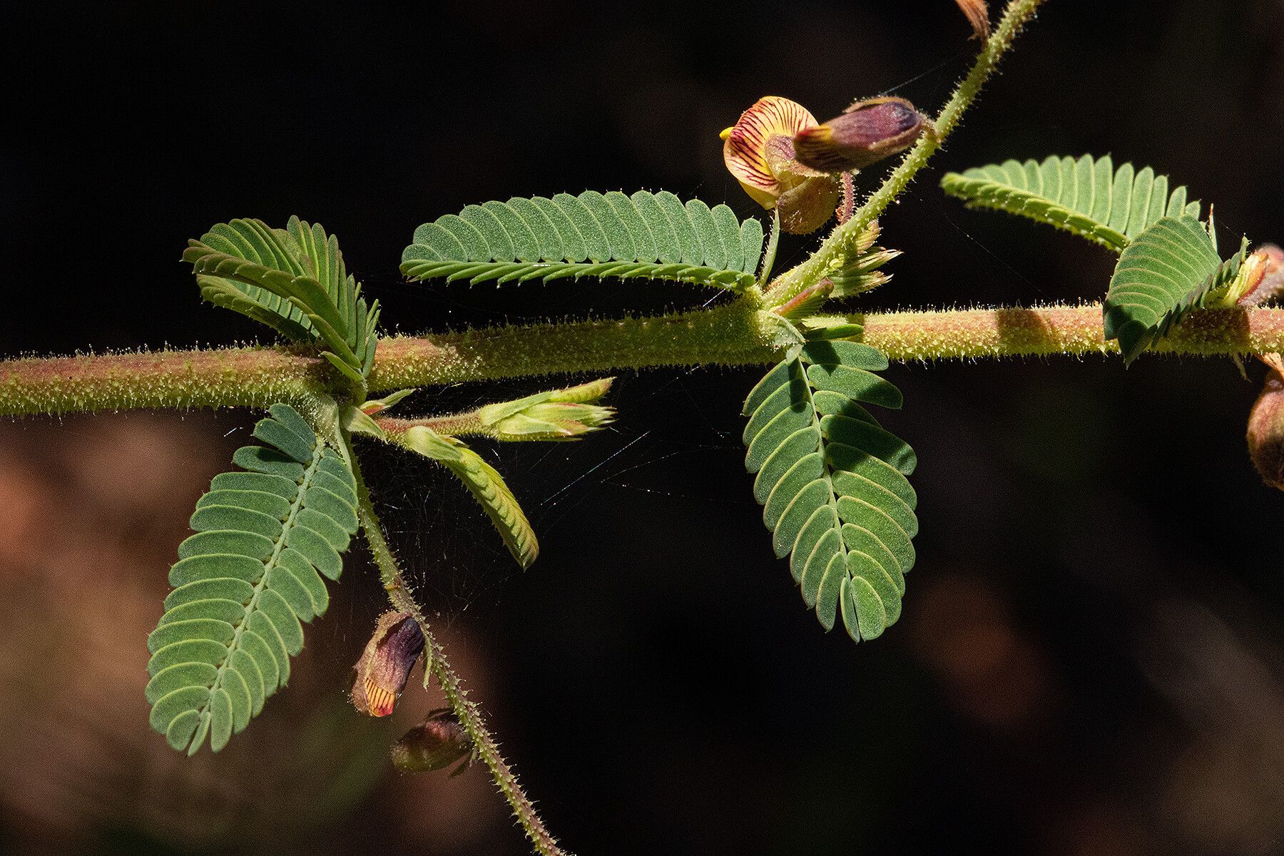 Aeschynomene mimosifolia — houseplant care guide