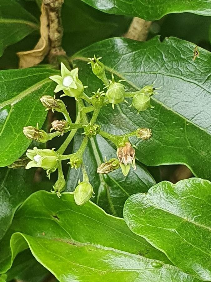 Strychnos spinosa flower