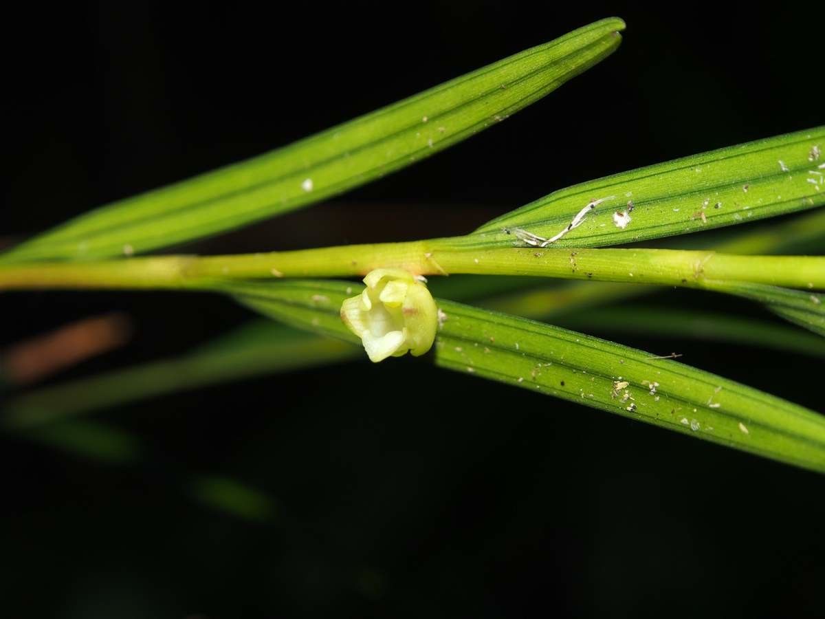 Dendrobium bilobum bark