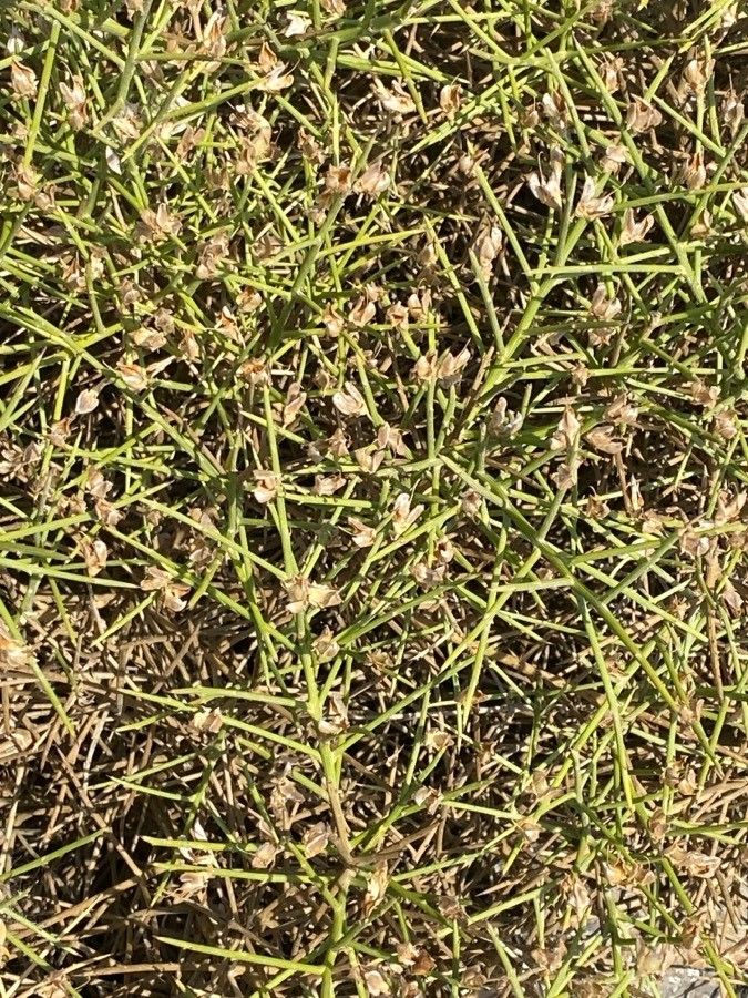 Genista acanthoclada — related species from the same genus