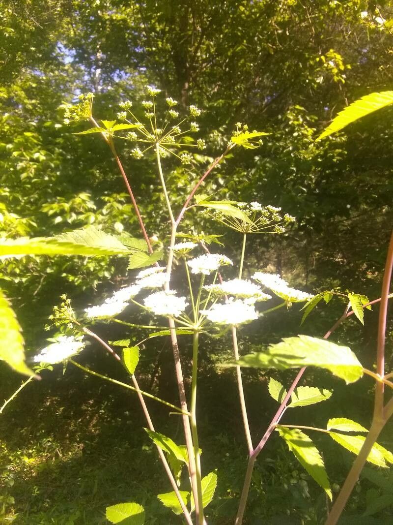 Cicuta maculata flower