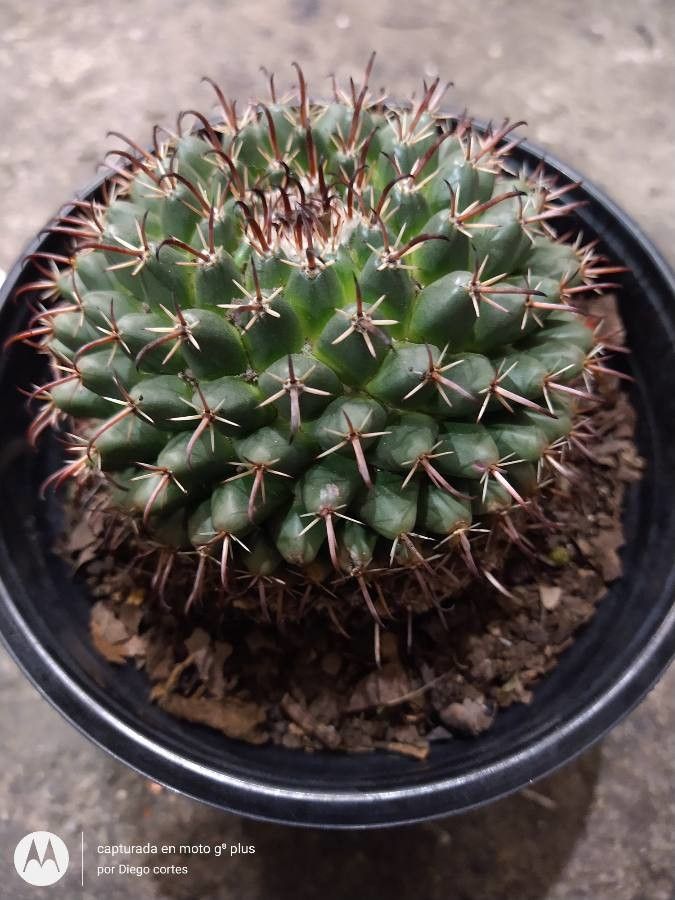 Mammillaria uncinata flower