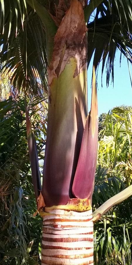 Satakentia liukiuensis habit