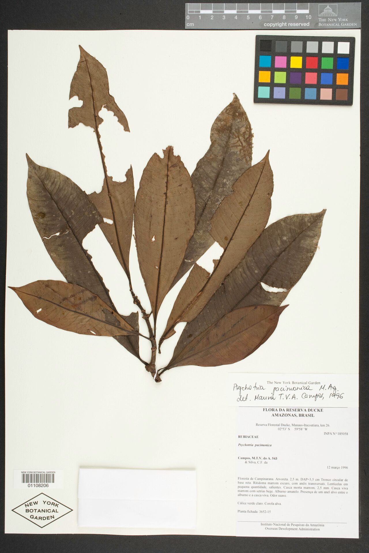 Carapichea pacimonica leaf