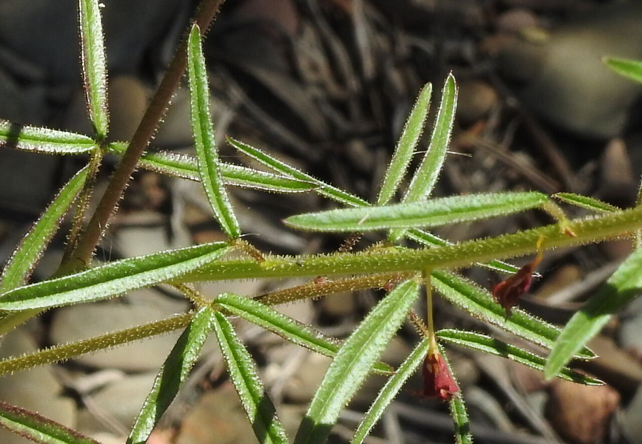 Cleome violacea leaf