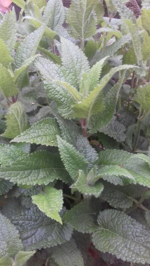 Stachys affinis leaf