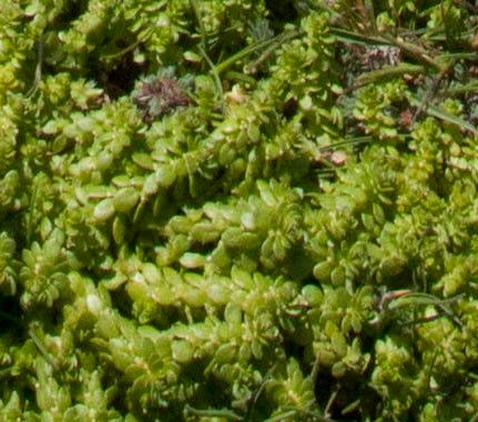 Valantia muralis — search result for 'Caprifoliaceae'