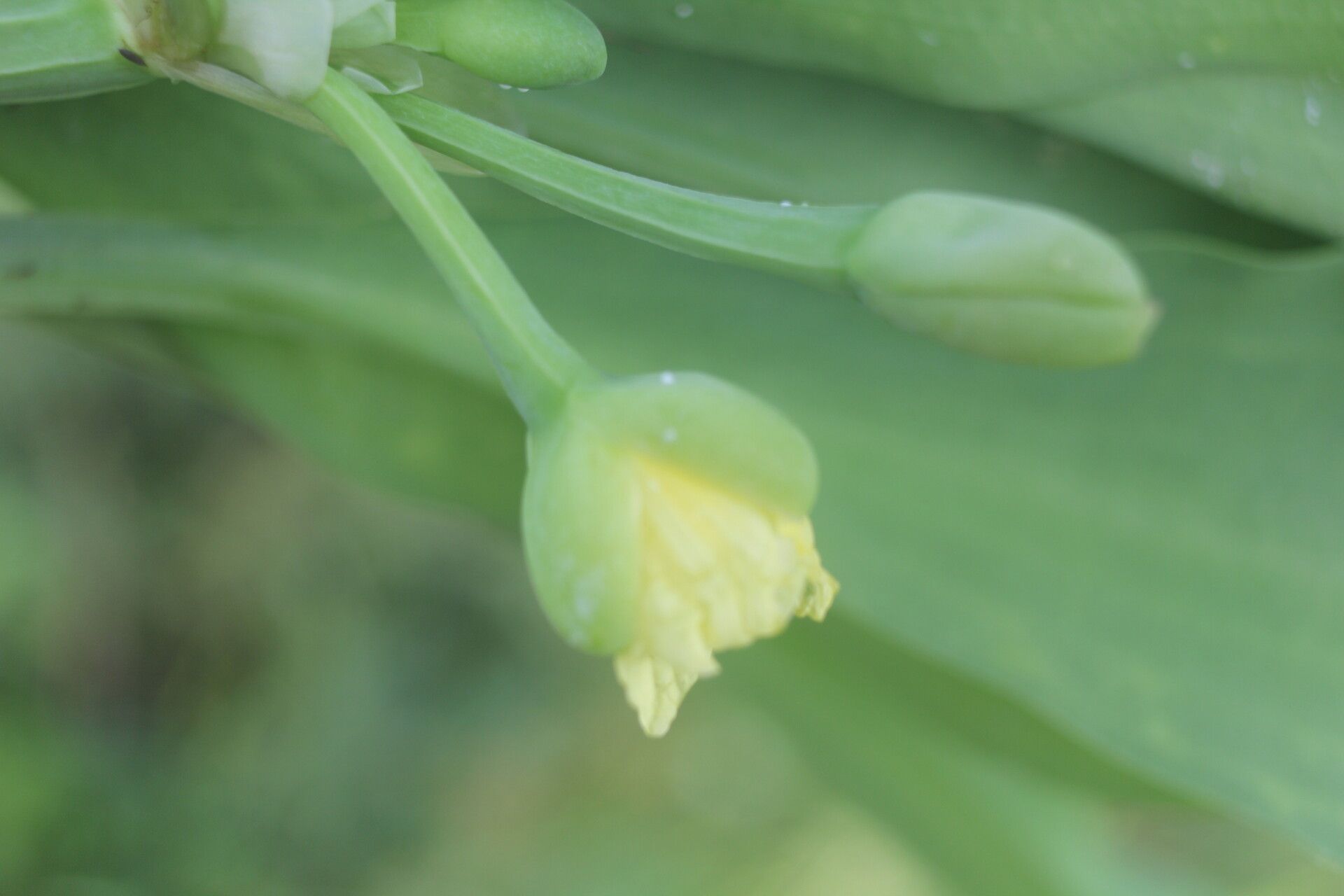 Limnocharis laforestii flower