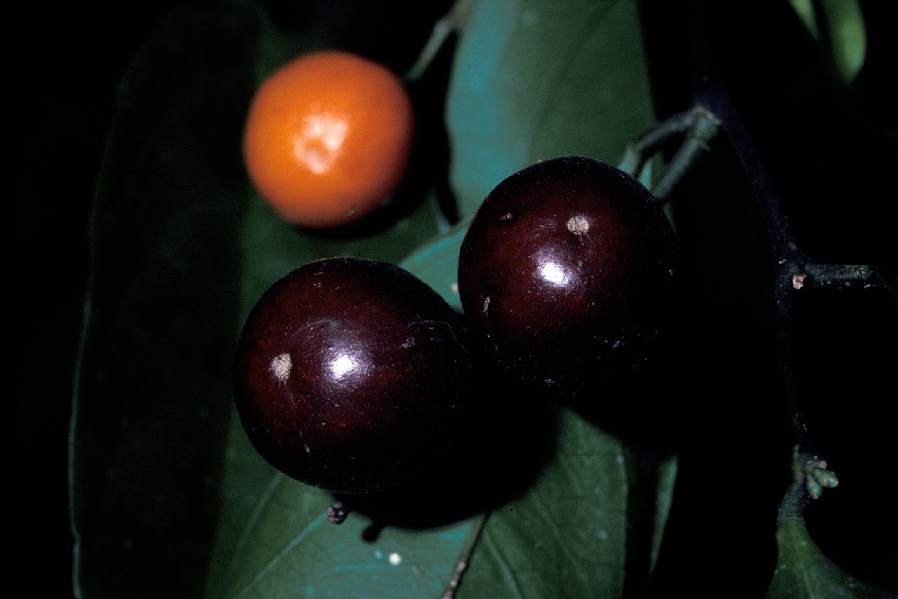 Xanthophyllum ecarinatum fruit