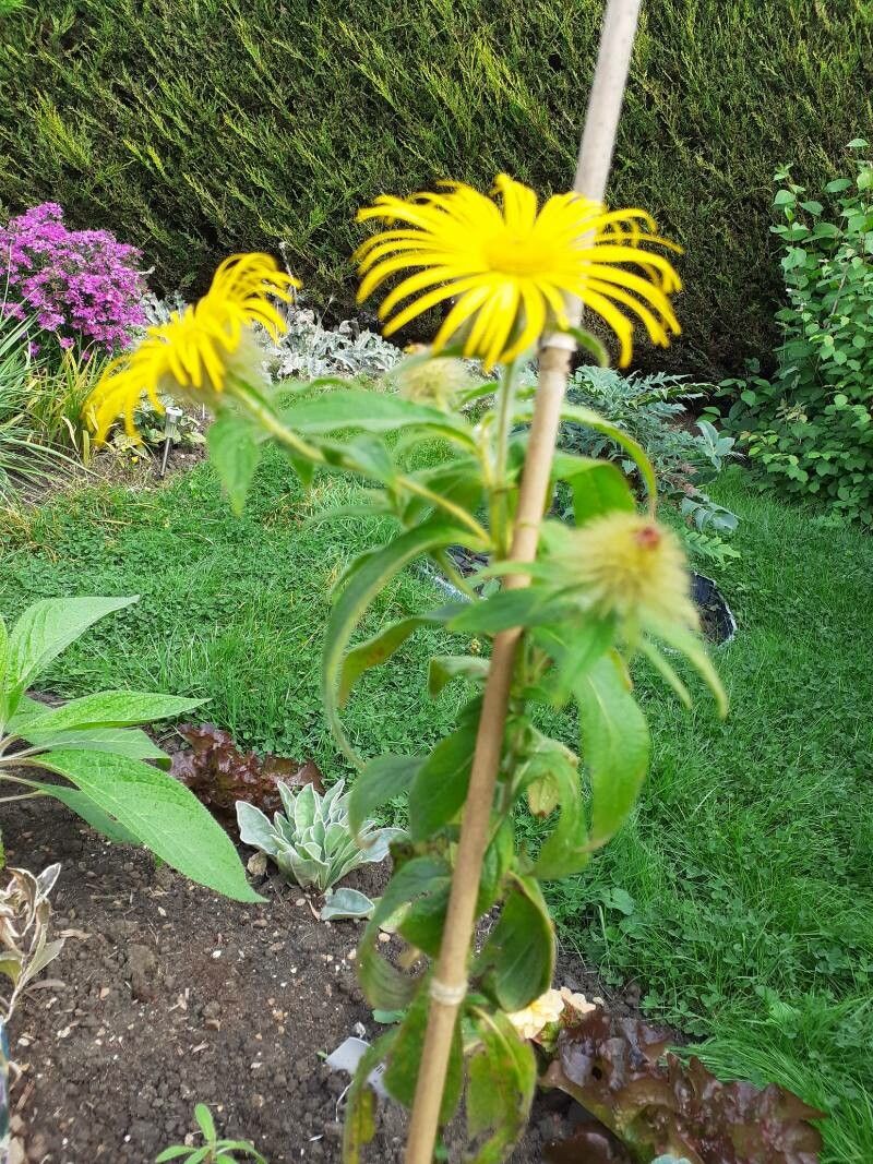 Inula hookeri flower