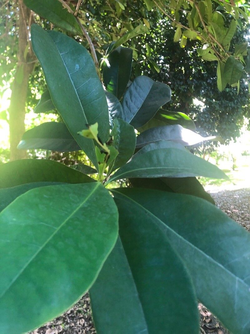 Amphitecna latifolia — search result for 'Belize'