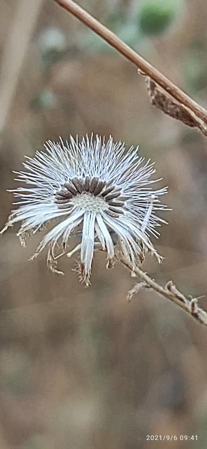 Pulicaria paludosa fruit