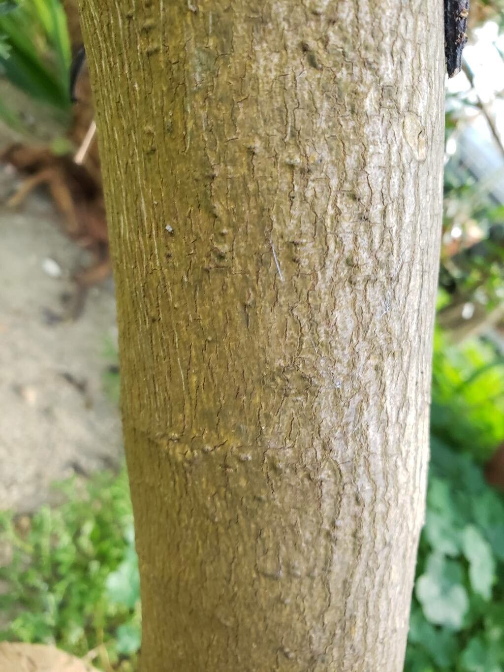 Ceodes umbellifera bark