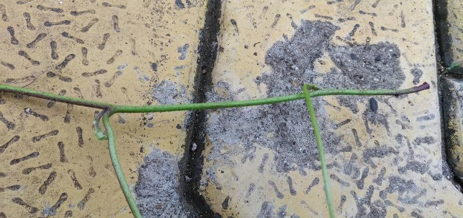 Ipomoea pes-tigridis bark