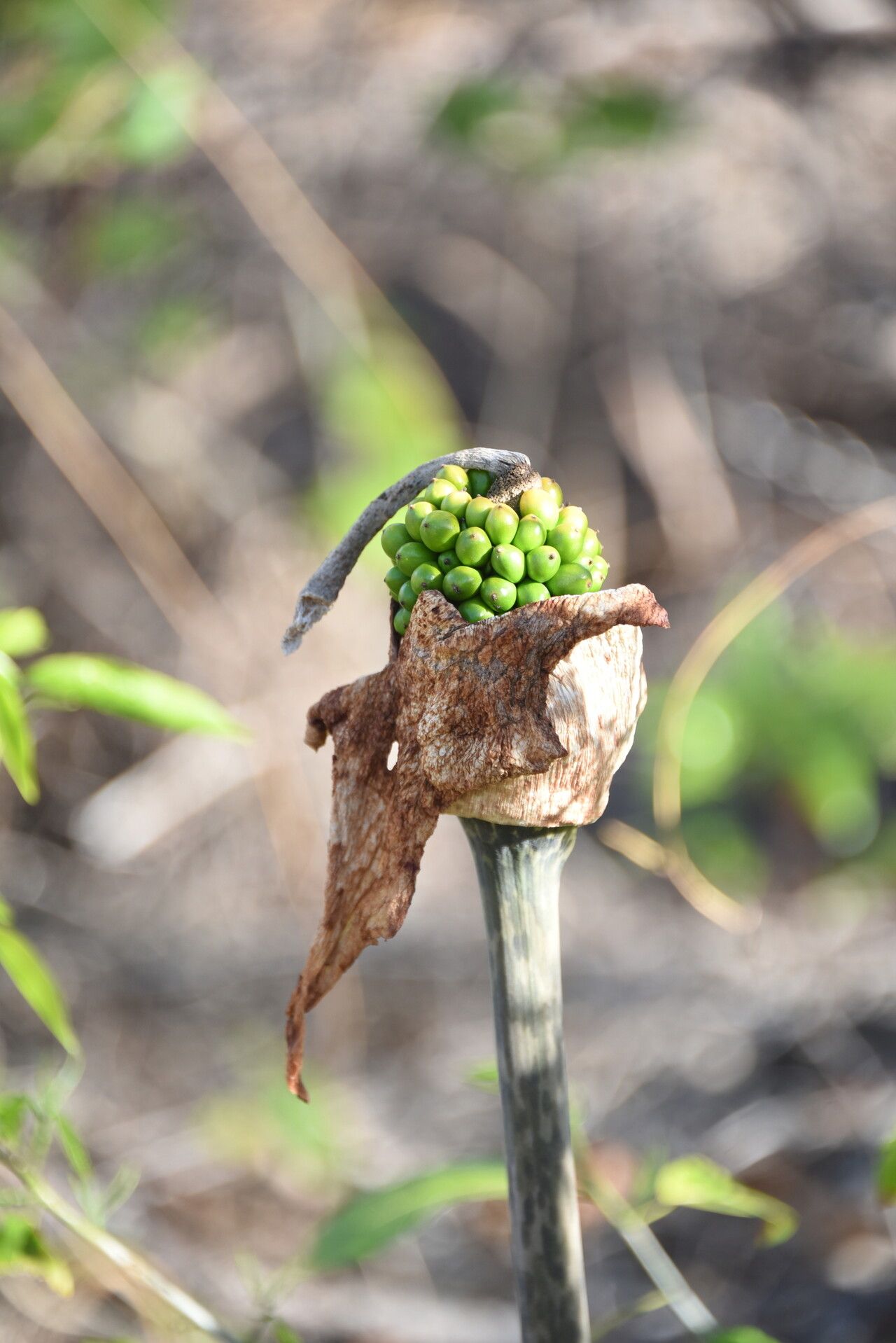 Amorphophallus perrieri fruit