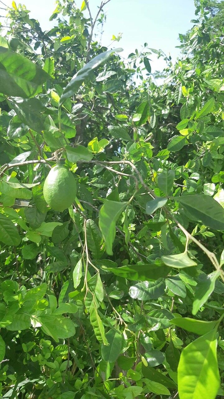 Swinglea glutinosa leaf