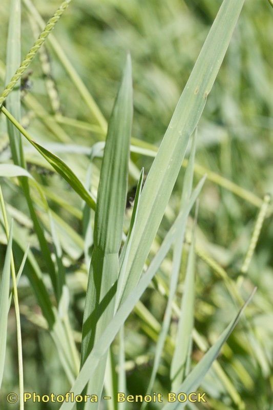 Paspalum paucispicatum bark