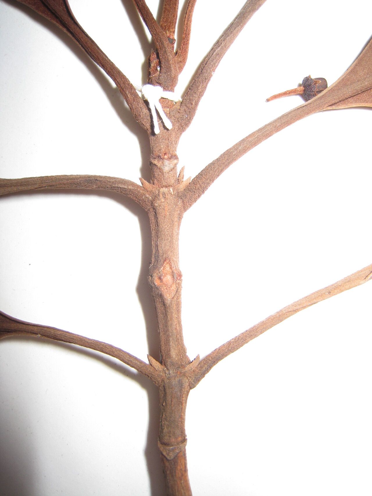 Byrsonima aerugo — related species from the same genus