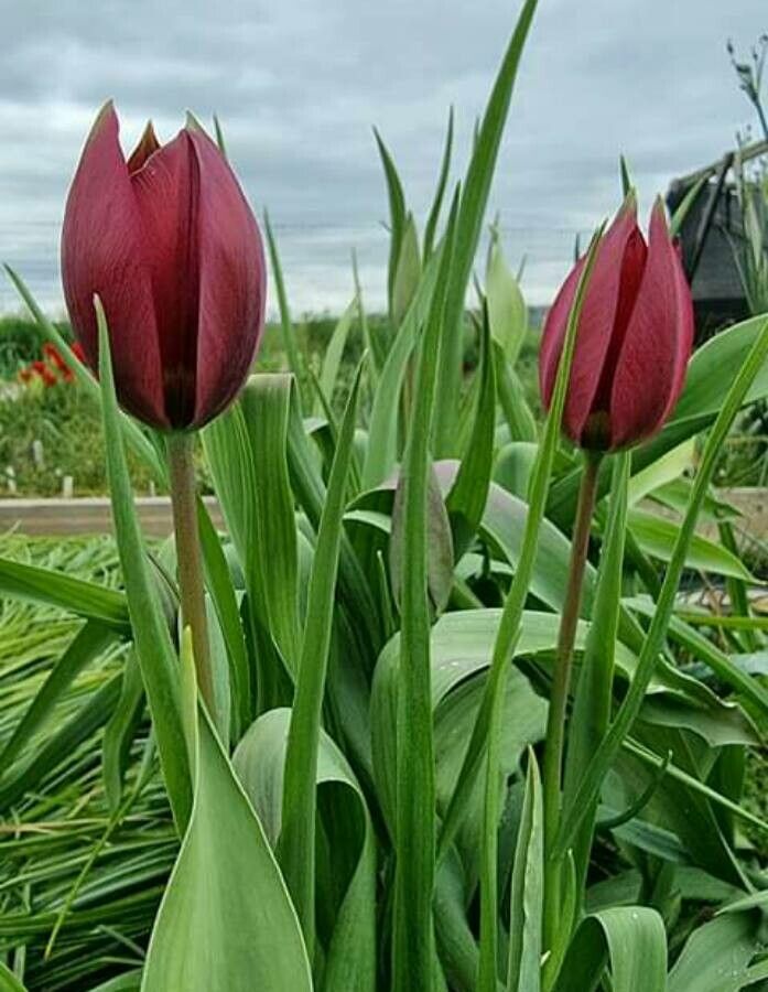 Tulipa cypria — search result for 'Cyprus'