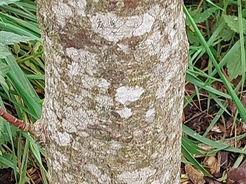 Malus sieversii bark