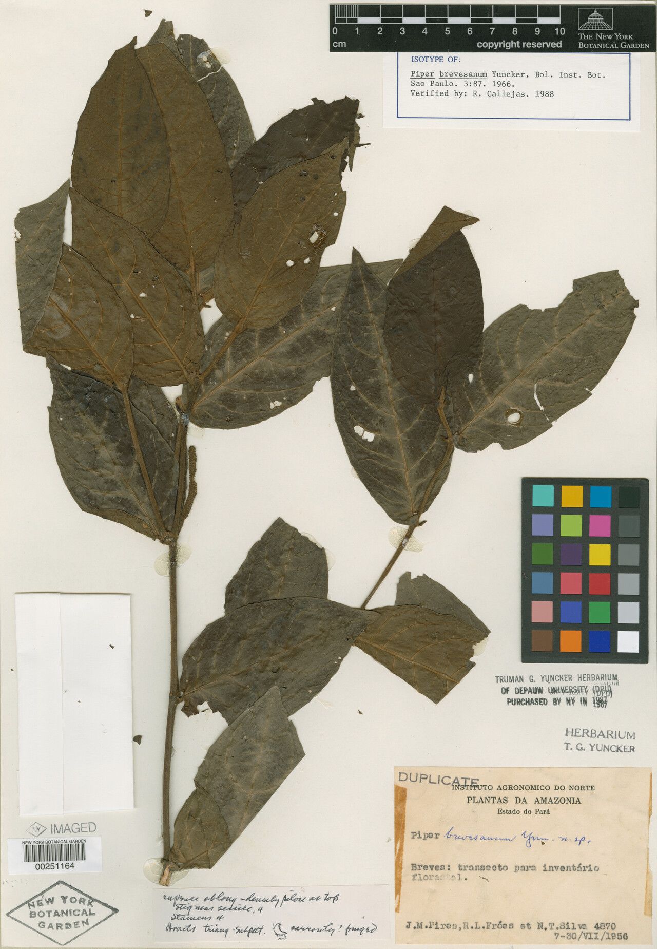 Piper brevesanum — houseplant care guide