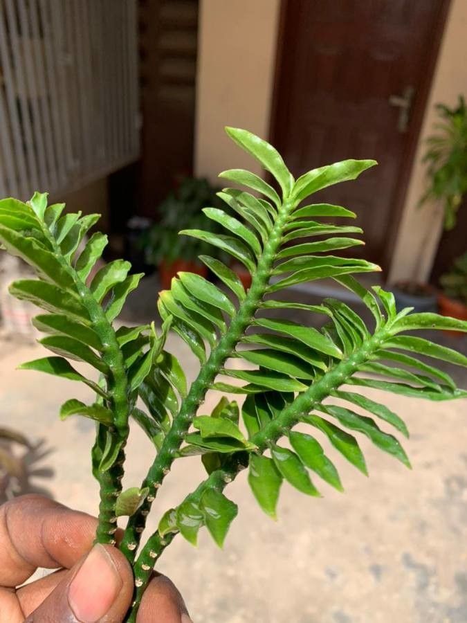 Dichaea pendula leaf