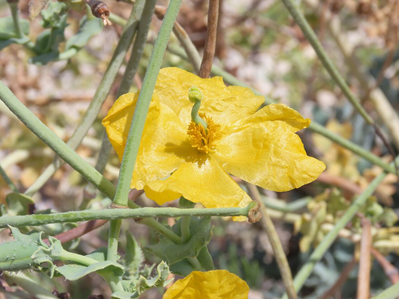 Glaucium flavum flower