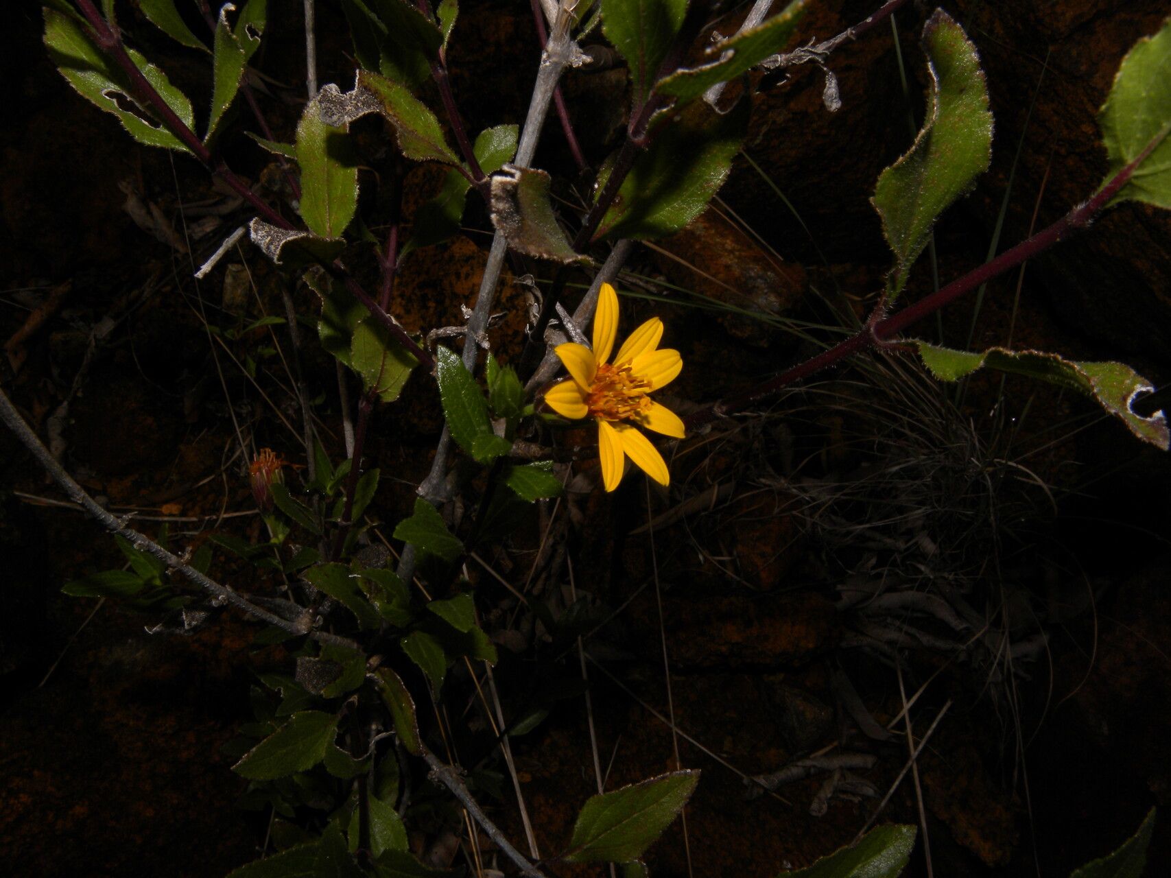 Simsia santarosensis — related species from the same genus