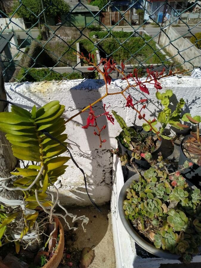 Renanthera vietnamensis flower