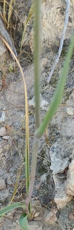 Ixiolirion tataricum bark