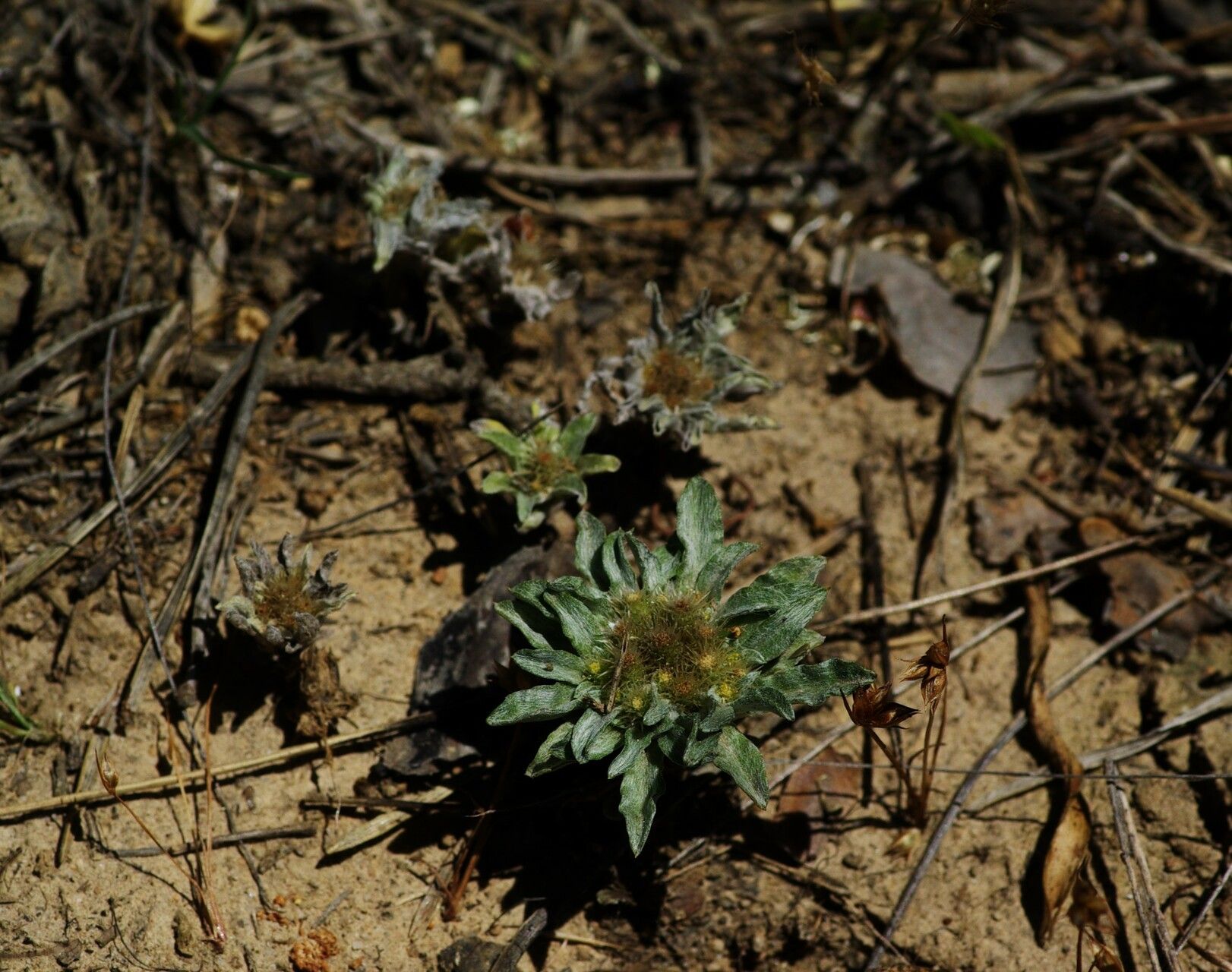 Filago carpetana habit