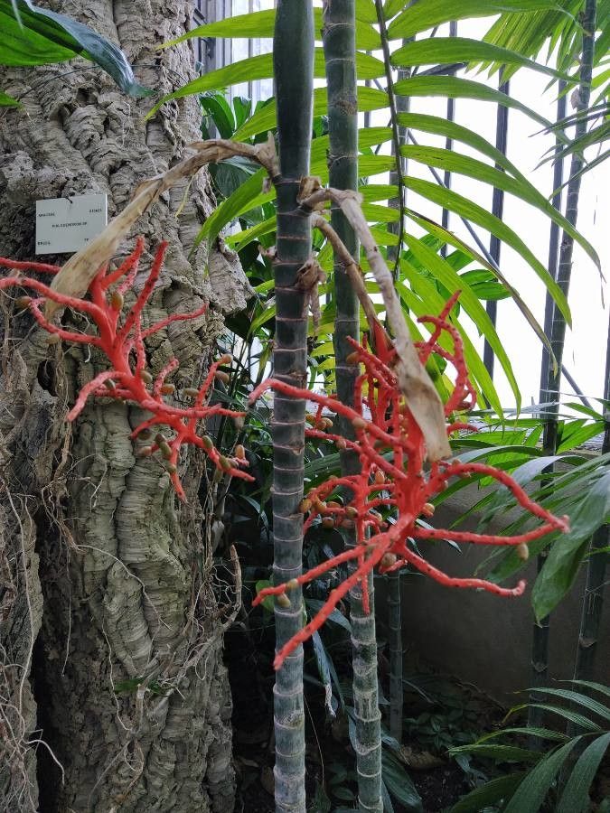 Chamaedorea tepejilote flower