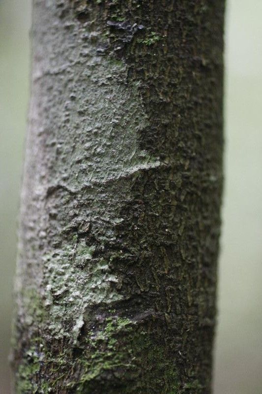Rinorea amapensis bark