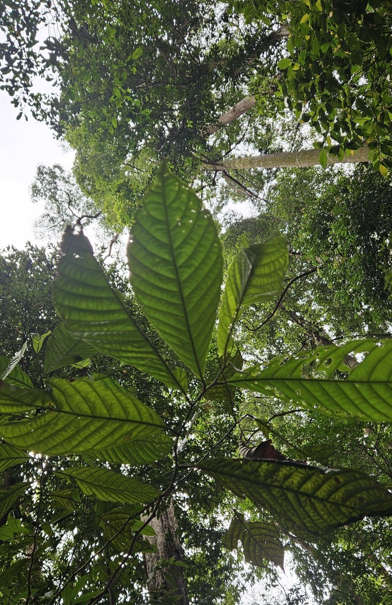 Lithocarpus cantleyanus — search result for 'Lithocarpus'