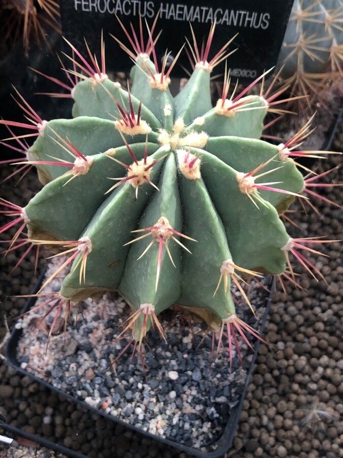 Ferocactus haematacanthus — houseplant care guide
