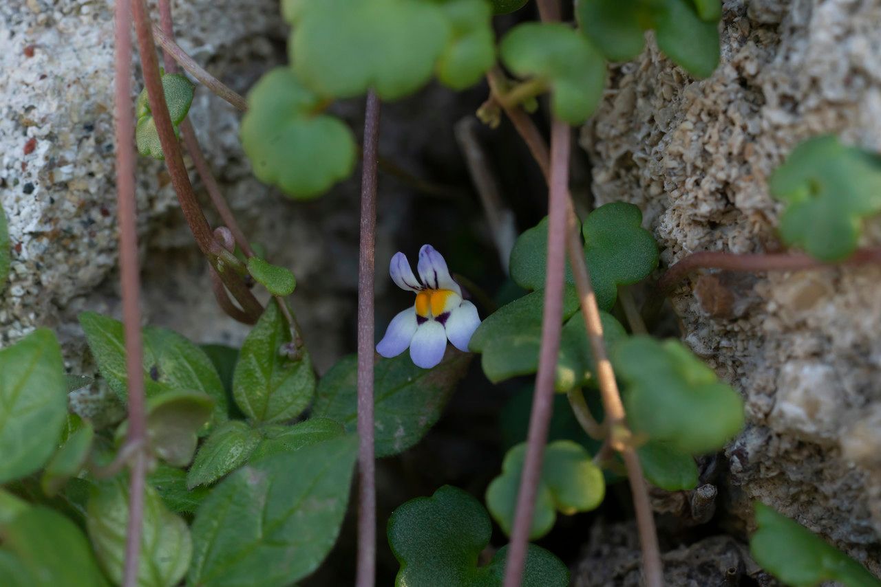 Cymbalaria longipes flower