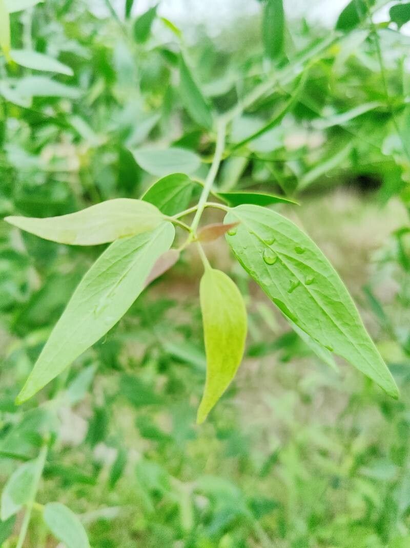 Salvadora oleoides — related species from the same genus