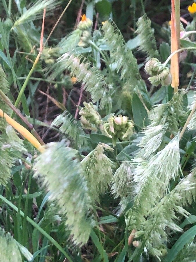 Lamarckia aurea — search result for 'Mediterranean Basin'