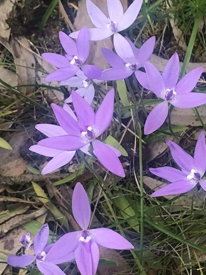 Glossodia major — search result for 'Orchidaceae'