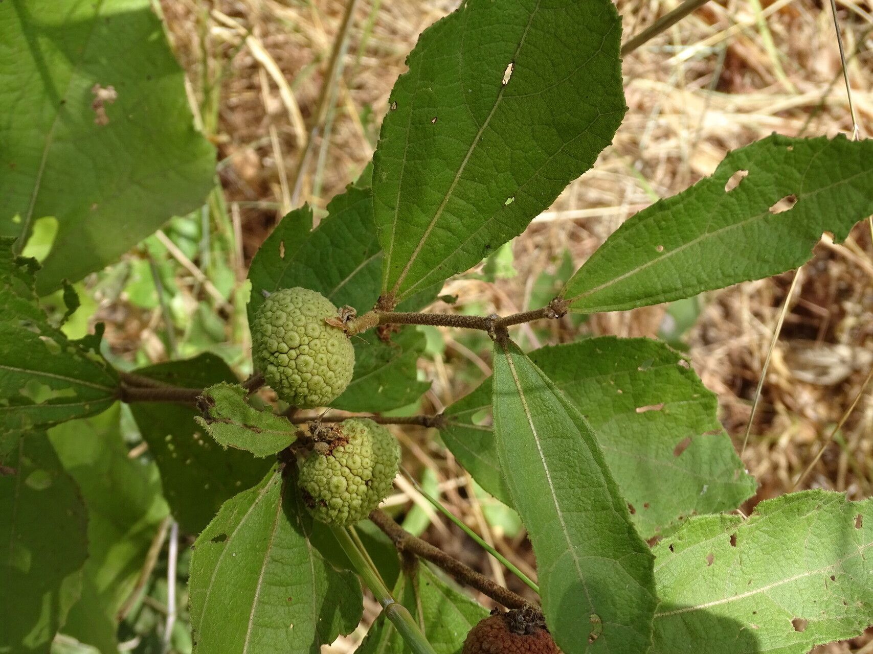 Triumfetta lepidota — houseplant care guide