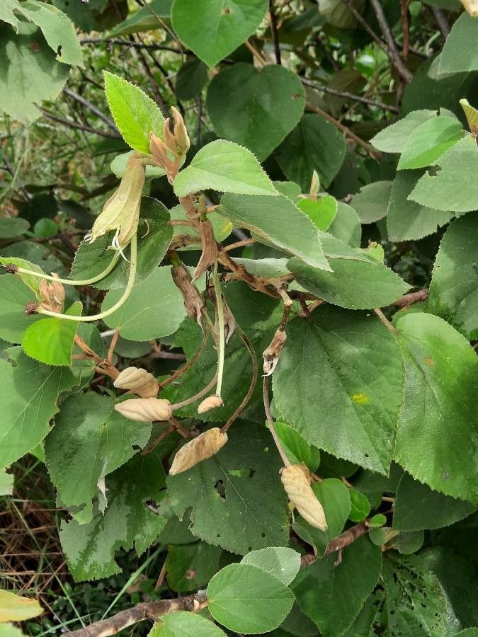Helicteres baruensis fruit