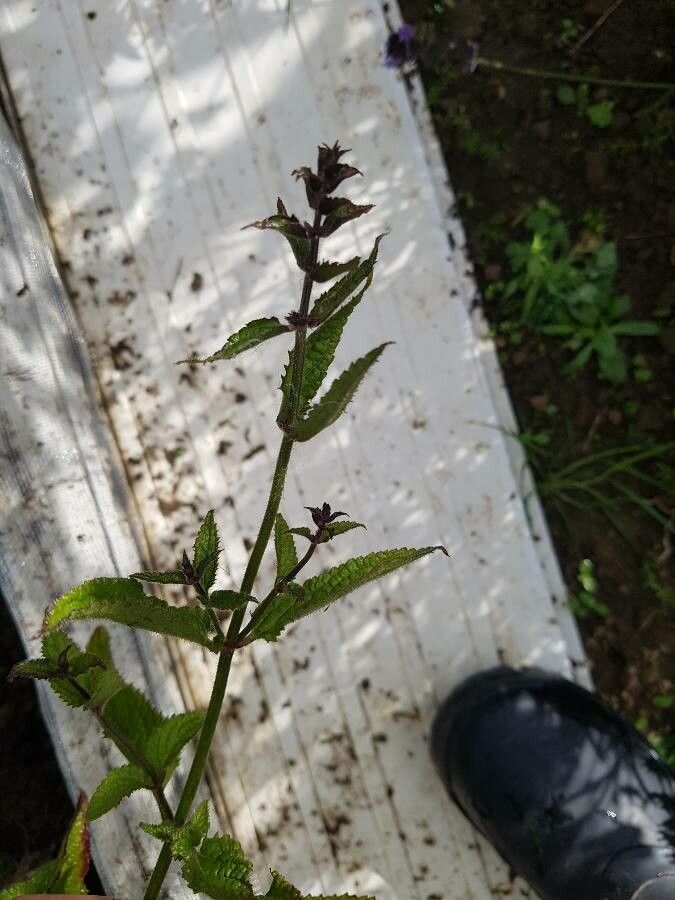 Stachys affinis flower