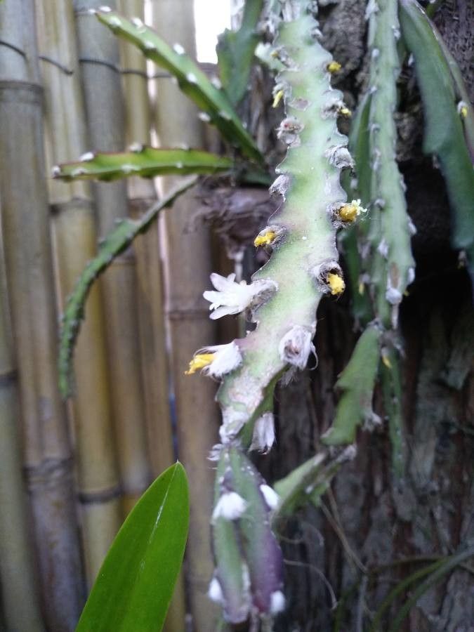 Lepismium cruciforme flower