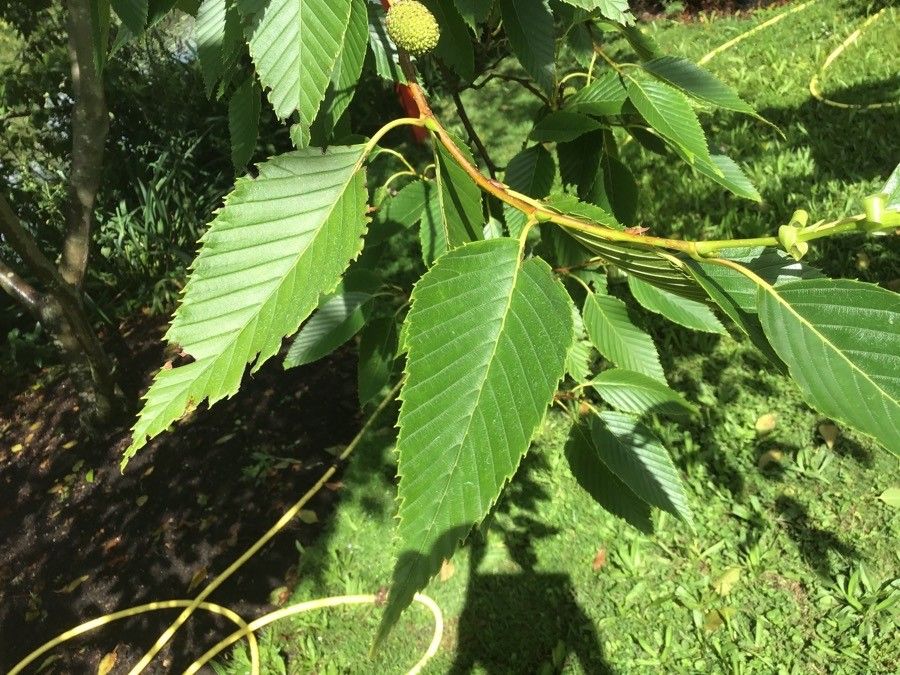 Alnus firma — search result for 'Alnus'